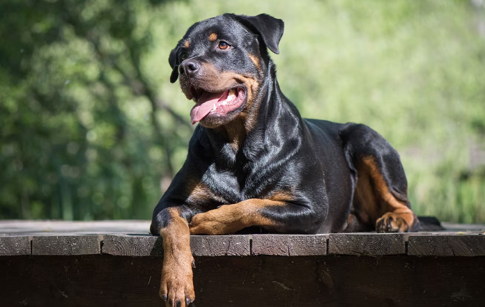 Rottweiler