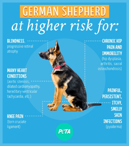 Common Health Issues german shepherds