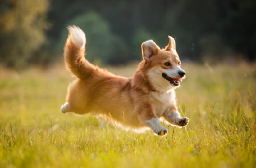 Pembroke Welsh Corgi: Everything You Need to Know