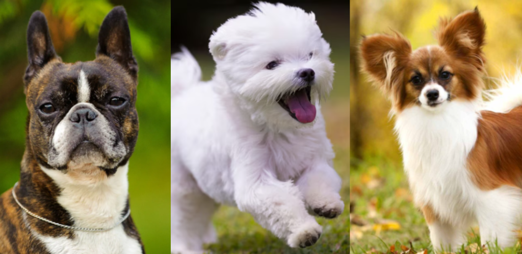 Small Dog Breeds: Number 1 Guide to Tiny Companions