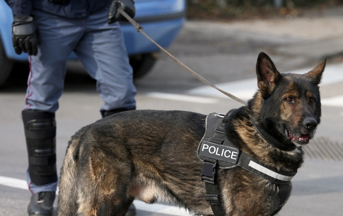 German Shepherds as Working Dogs