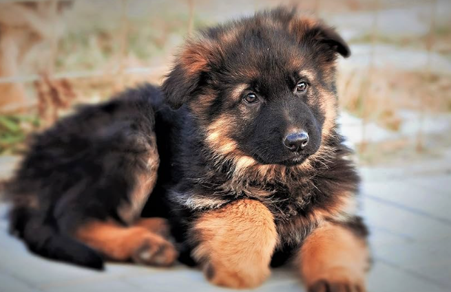 German Shepherd