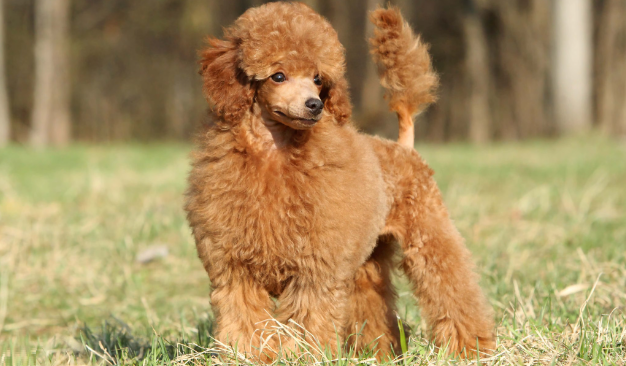 Poodles: Temperament, Personality, Facts & Advice