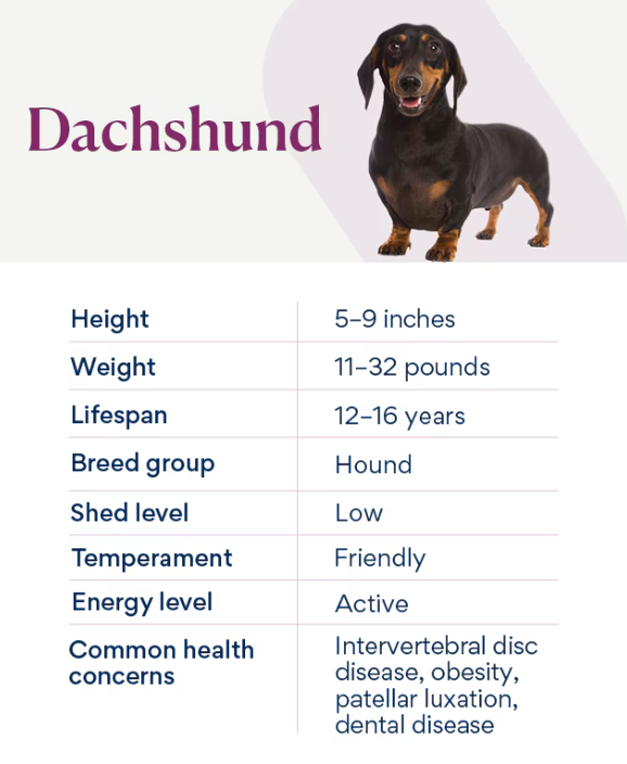 Dachshund