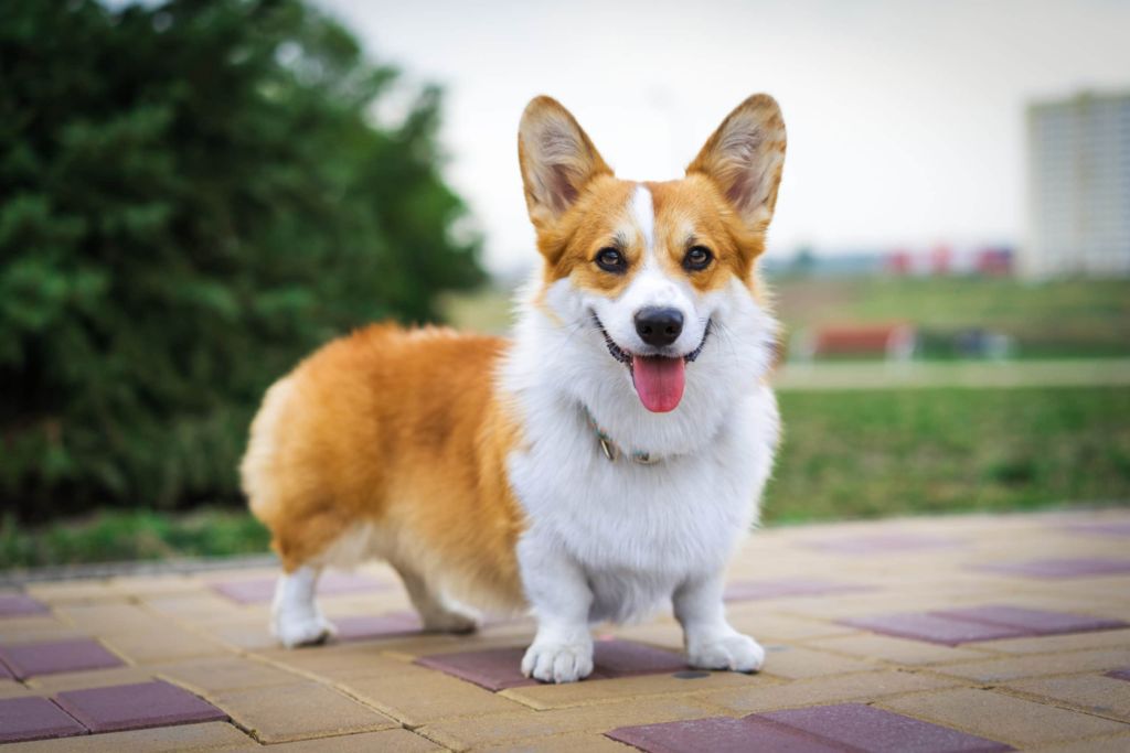 Pembroke Welsh Corgi: Everything You Need to Know