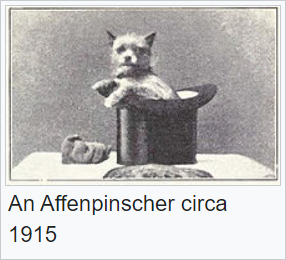 Affenpinscher