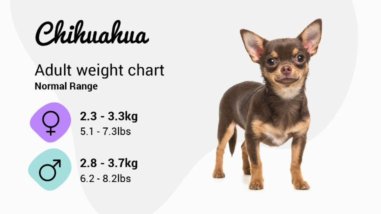 Chihuahua 