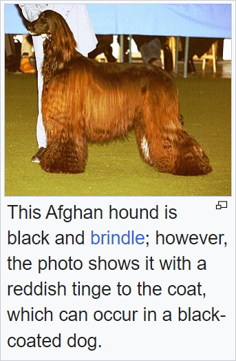 Afghan Hound