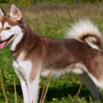 Alaskan Klee Kai