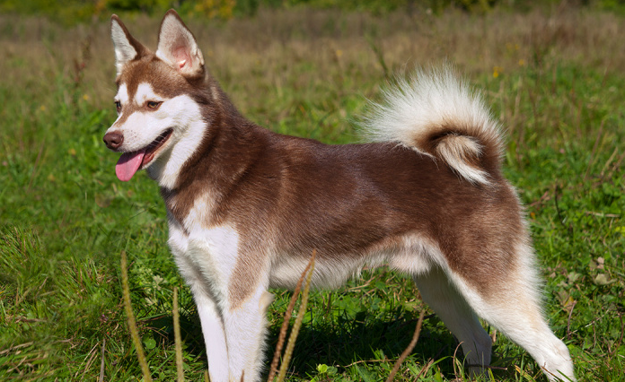 Alaskan Klee Kai