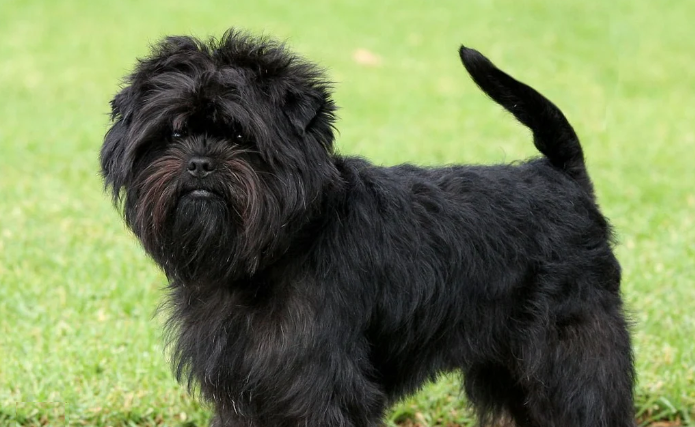 Affenpinscher