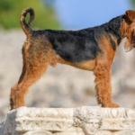 Airedale Terrier