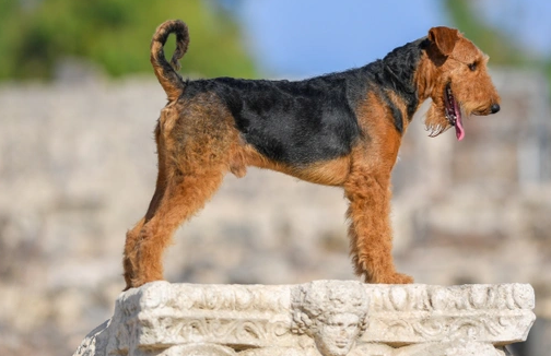 Airedale Terrier