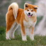 Akita