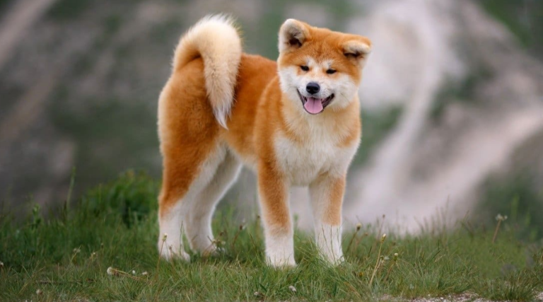 Akita