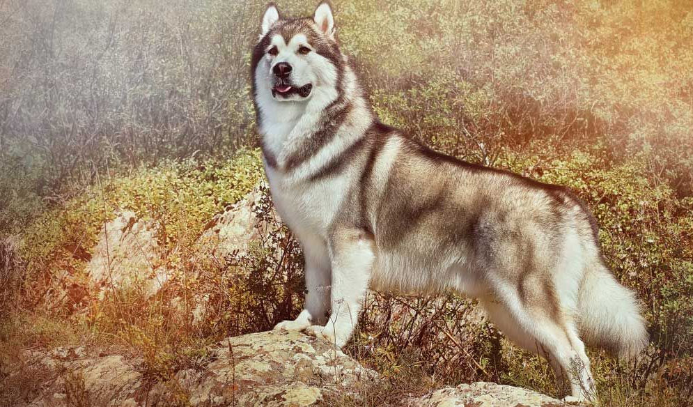 Alaskan Malamute