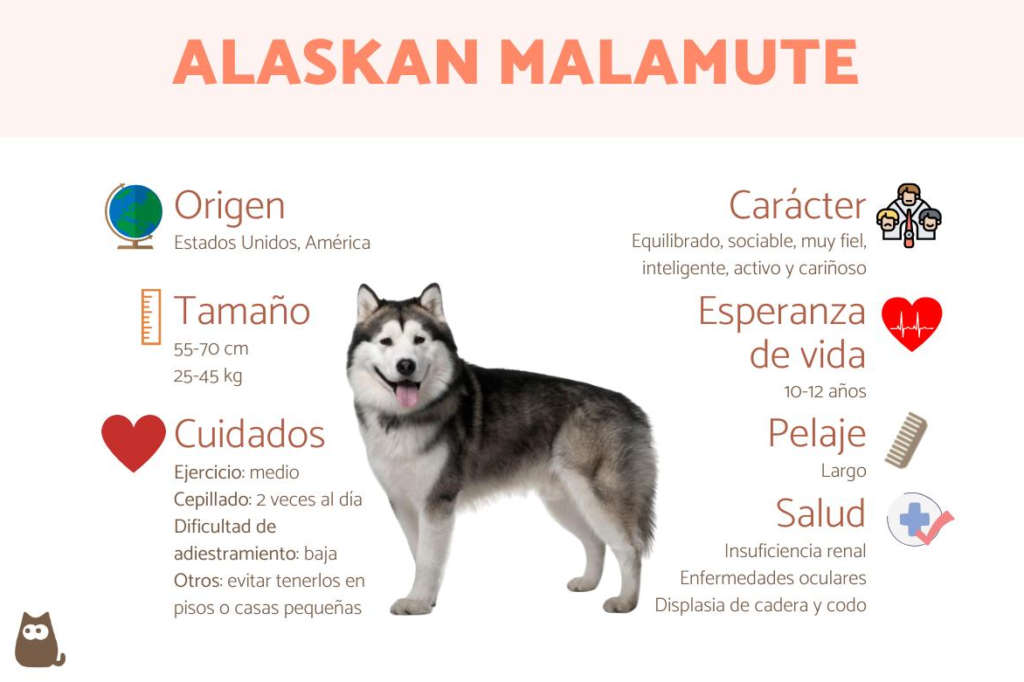 Alaskan Malamute