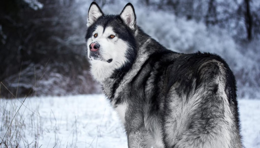 Alaskan Malamute