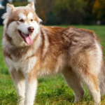 alaskan Malamute