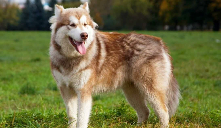 alaskan Malamute