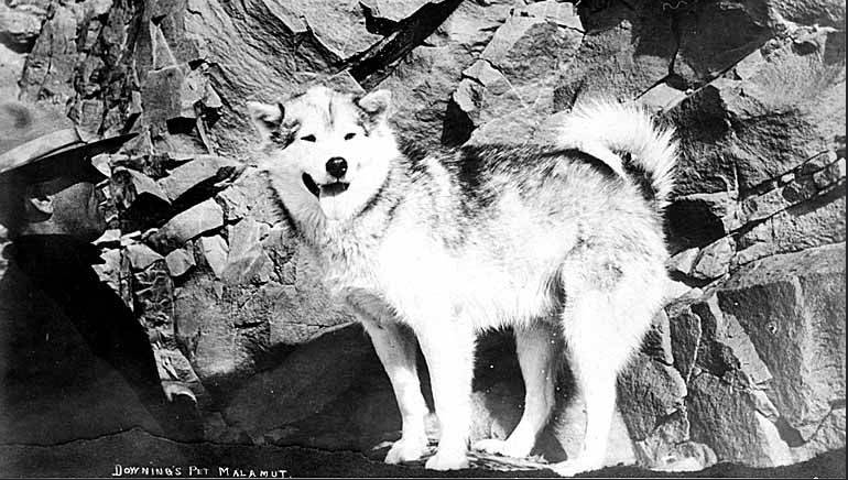 Alaskan Malamute