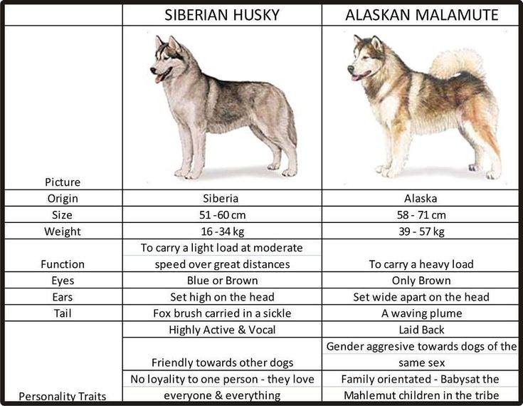 Alaskan Malamute vs. Siberian Husky