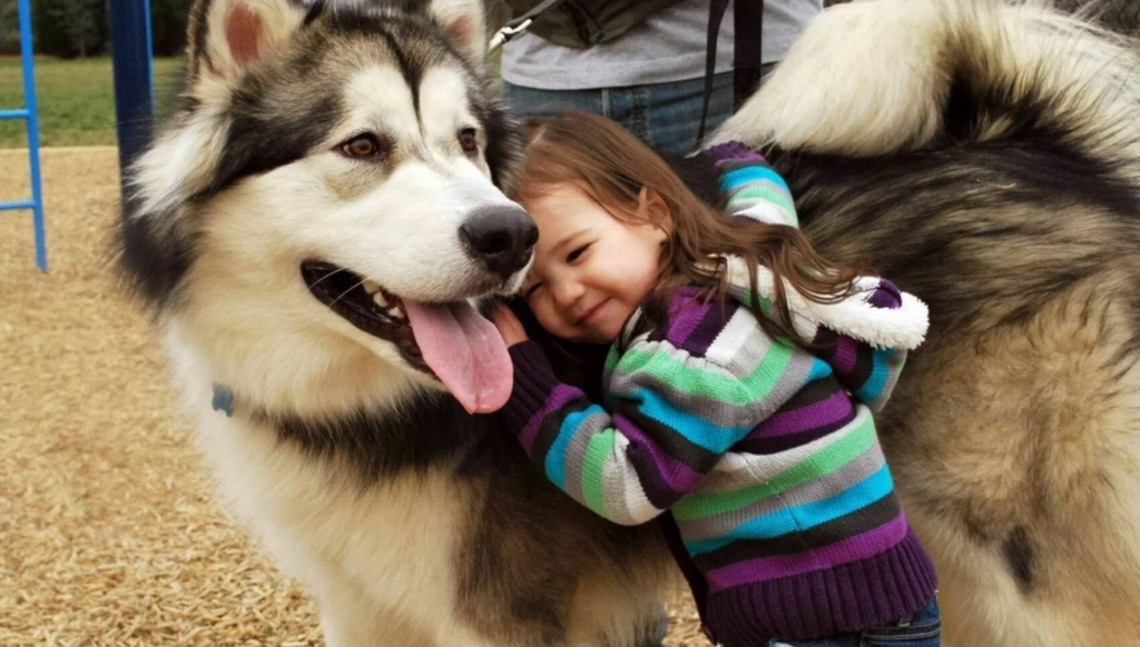 Alaskan Malamute